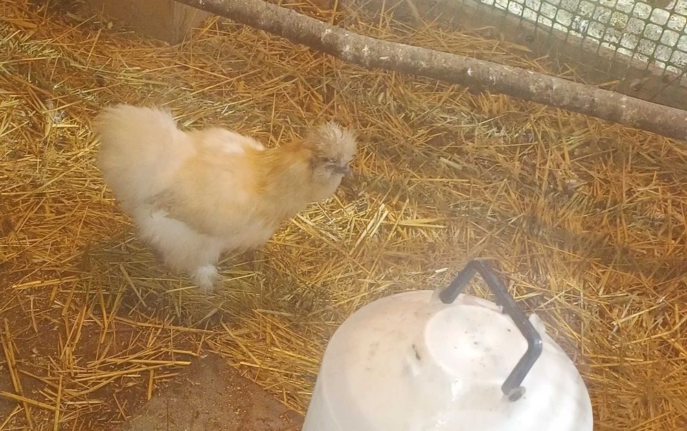 sprzedam kogutki kochin, silka