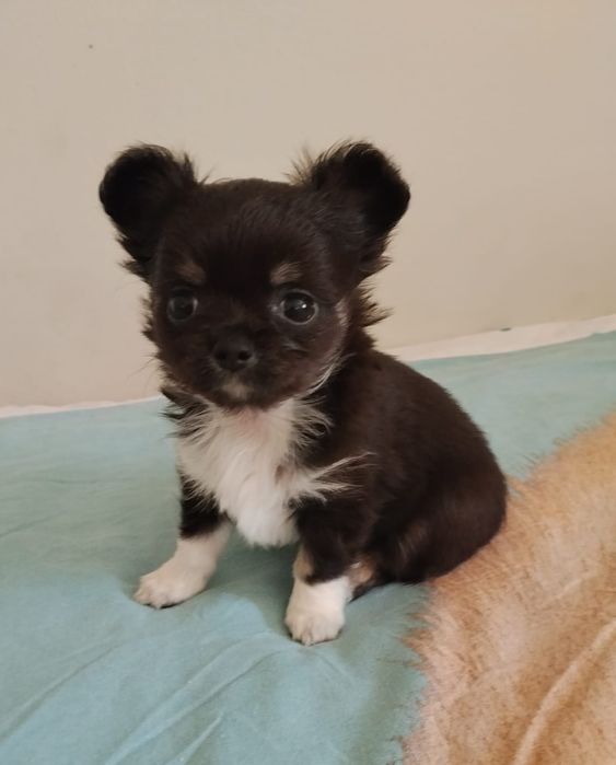 Chihuahua piesek