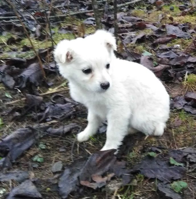 Szczeniaki kundelki do oddania