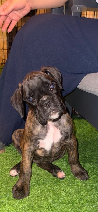 Cachorro raça Boxer