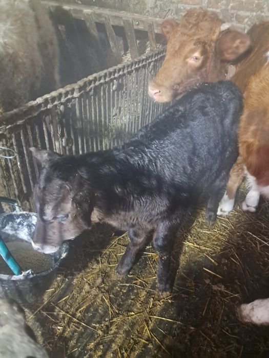 Продам бичка і теличку