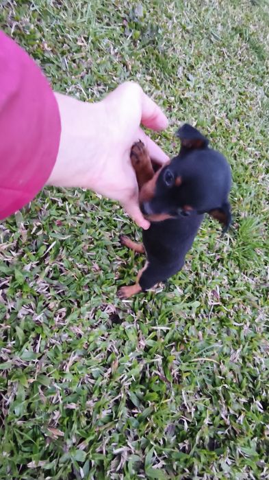 Pinscher miniatura macho disponível