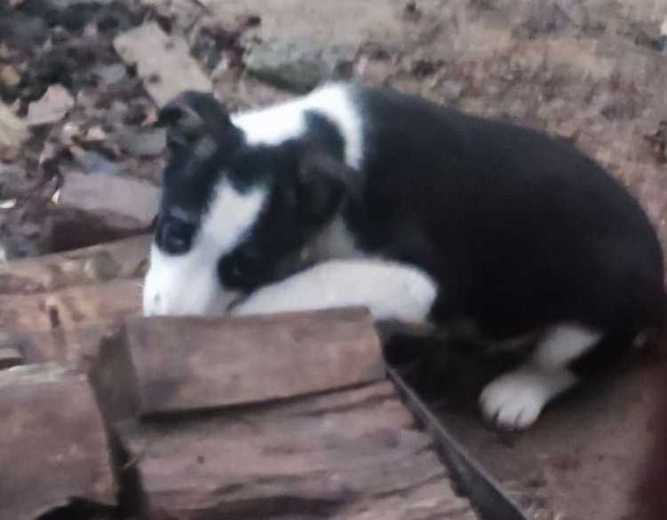 Маленькі цуценята чекають на турботливих господарів