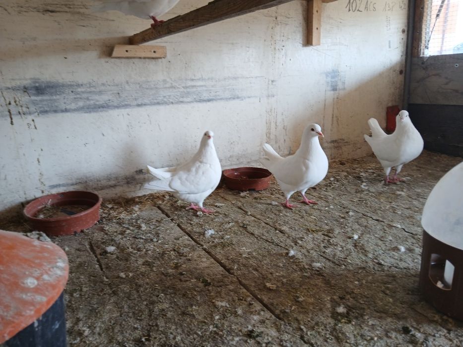 Gołebie białe Kingi