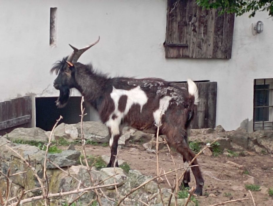 Koza sandomierska
