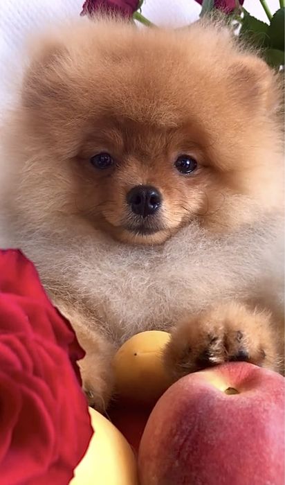 Померанський шпіц хлопчик