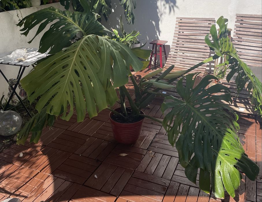 Monstera costela de adão grande