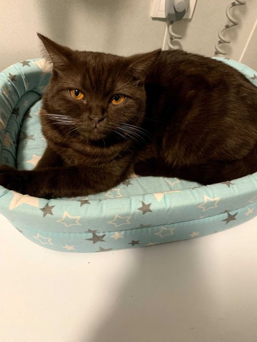 Перетримка кішечок та собачок