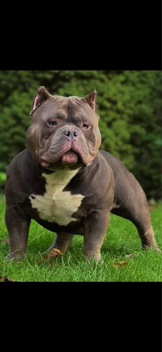 Piesek American Bully Pocket