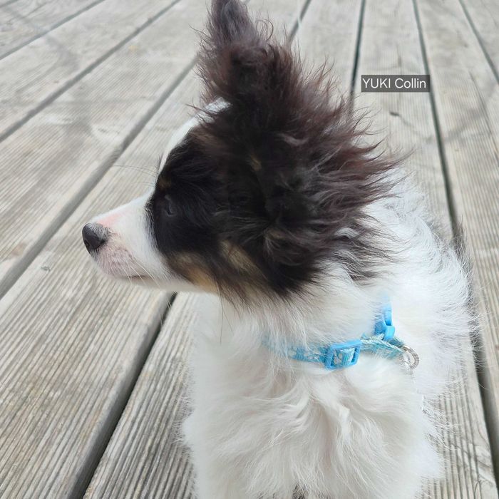 Papillon piesek tricolor ZKwP/FCI
