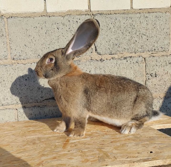 Króliki Olbrzymy belgijskie