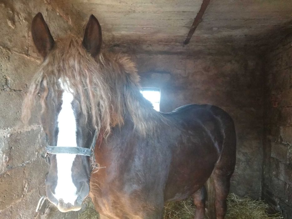 Rolnictwo zwierzęta klacz