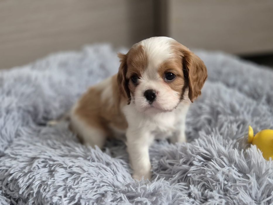 Cavalier King Charles Spaniel piesek blenheim Białystok Antoniuk