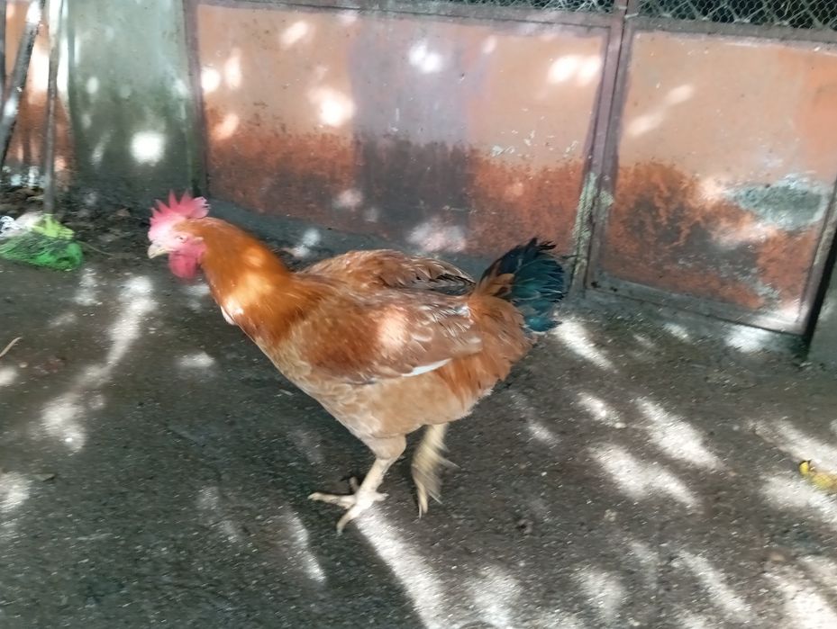 Frangos Caseiros