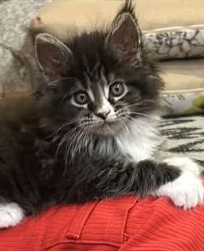 Продам котят  Мейн кун  только самовывоз .3 котенка уже бронь стоит .3 девочки 3 мальчика