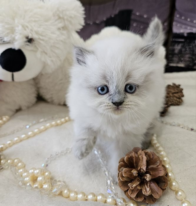 Шотландские котята (Хайленд страйт, Скоттиш страйт)