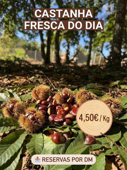 Castanhas Martainha e Judia