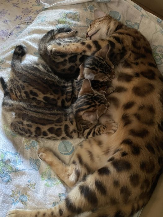 Бенгальські котенята