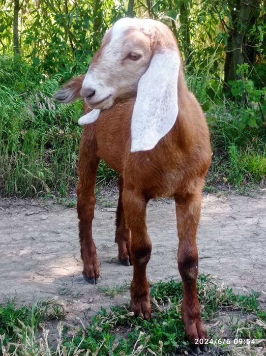 Продам Англонубійські цапки