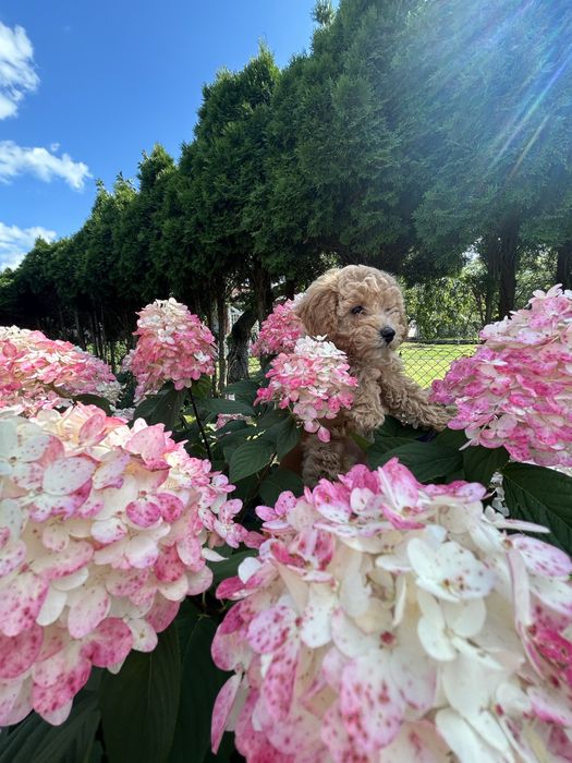 Maltipoo  F1 piesek