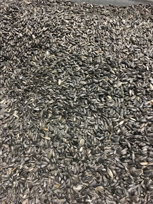 Słonecznik.  Ptaki, Olej itp