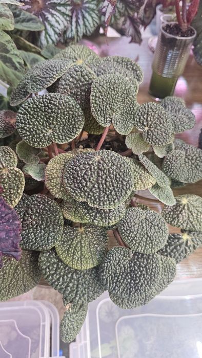 Бегония Bullatifolia