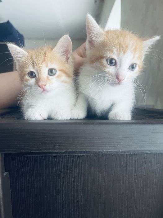 Котики шукають родину