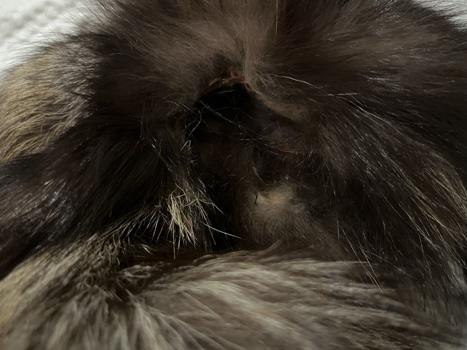 Etola z lisa srebrnego Vintage z lat 80/90