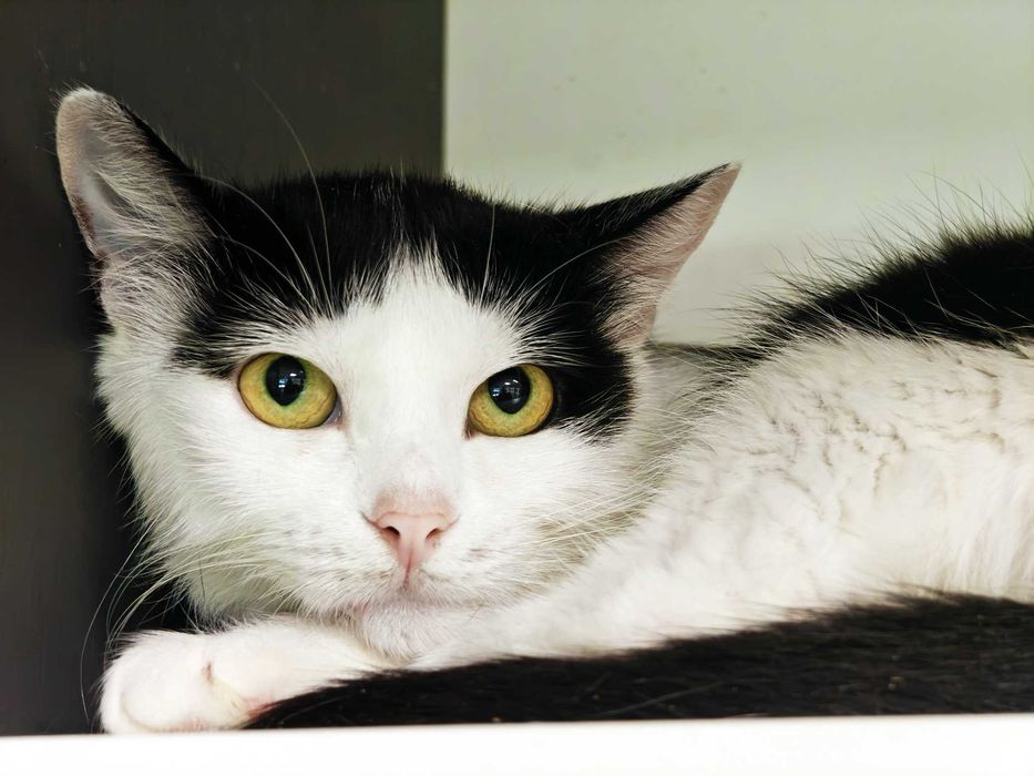 Добра і позитивна киця Мія подарує ніжність і любов новому господарю