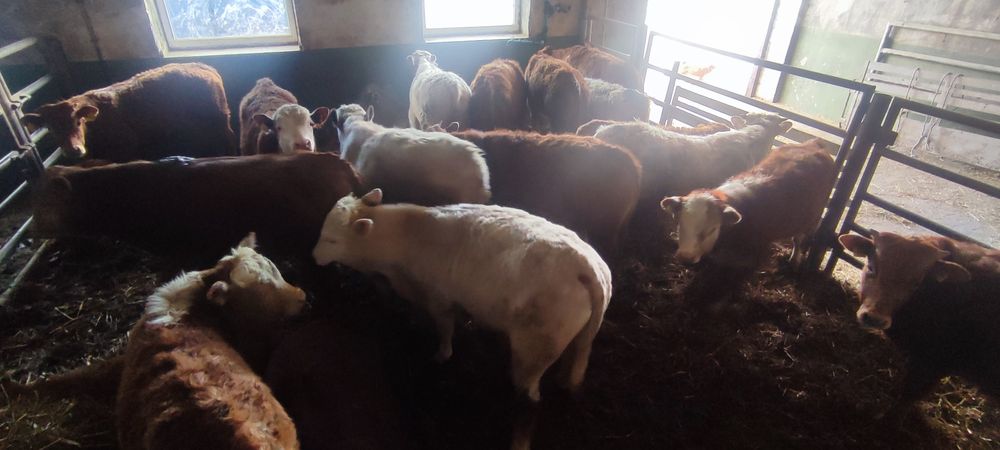 Odsadki limousin chereford angus miesne mieszańce