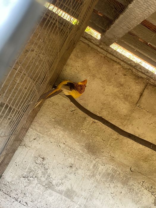 Macho faisão gigi