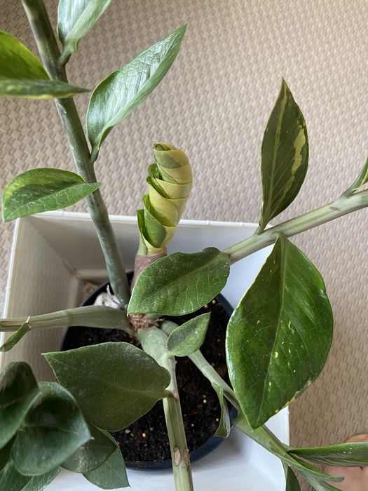 Zamiokulkas variegata, młody sadzonek