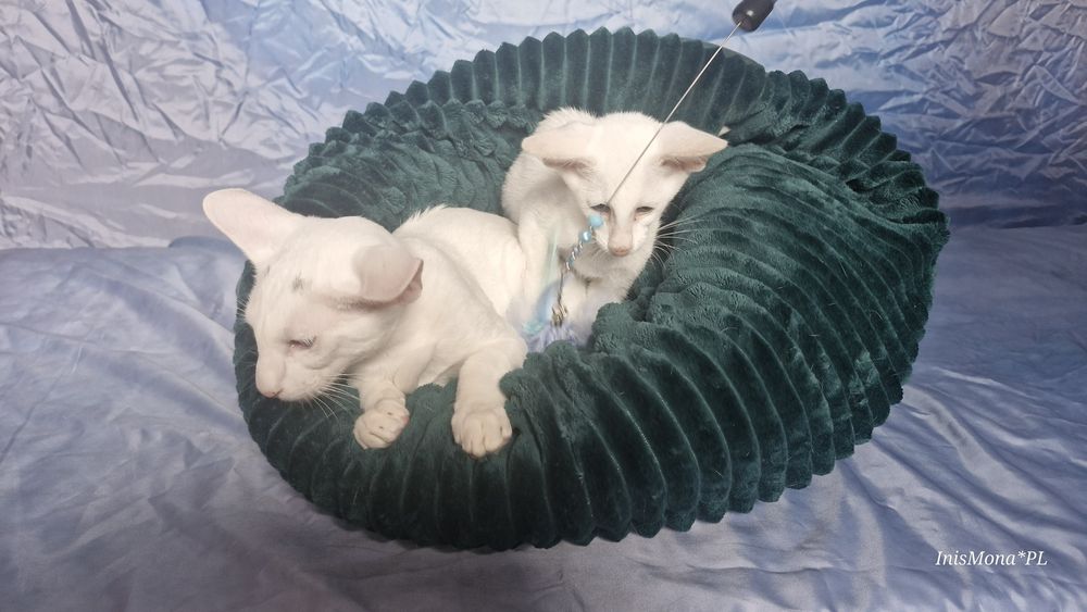 Peterbald koteczka