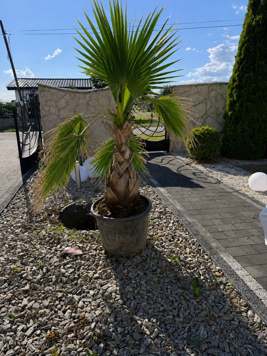 Palma Washingtonia Robusta 200cm gruby i wysoki pien