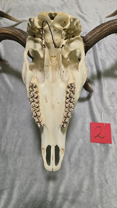 Poroże jelenia, ósmak. Trofeum myśliwskie.