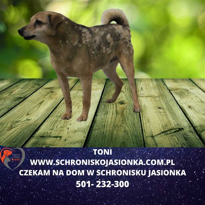 Toni do adopcji – Schronisko Jasionka