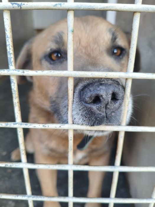 Piękny Biszkoptowy Blue amstaff, łagodny i przyjazny TTB