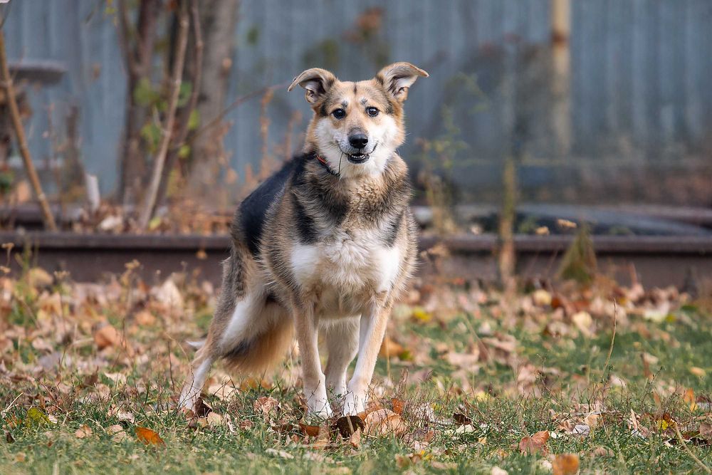 Віддам в добрі руки милу, ніжну собаку Сейді.