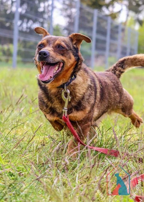 Waży tylko 9 kg i ma bardzo fajny charakter - adoptuj pupila