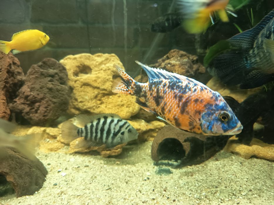 Ciclídeo Aulonocara calico