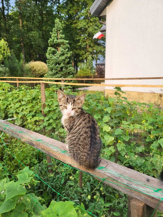Oddam kotki w dobre ręce