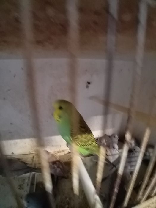 Para ceder várias aves