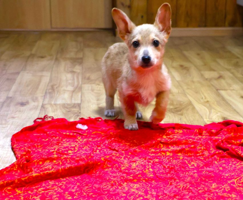 Хлопчик коргі 3.5 міс привитий двічі