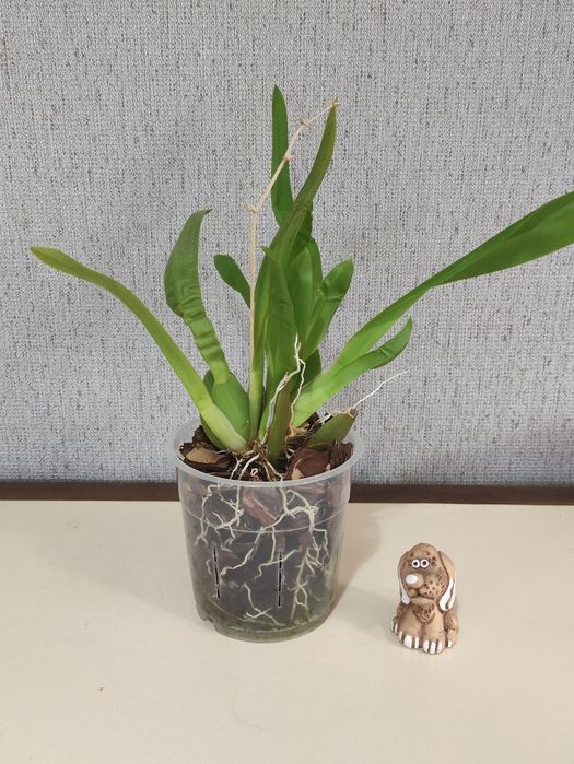 Орхідея Камбрія.