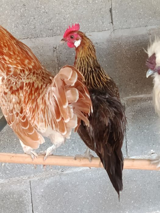 Vendo casal de fenix