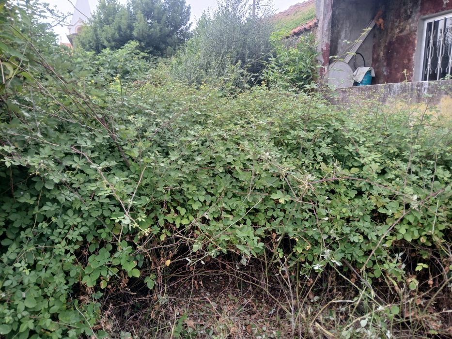 Limpeza de terrenos e manutenção jardins