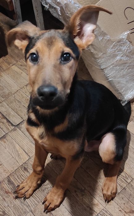 Цуценя метис німецької вівчарки, чотири місяці