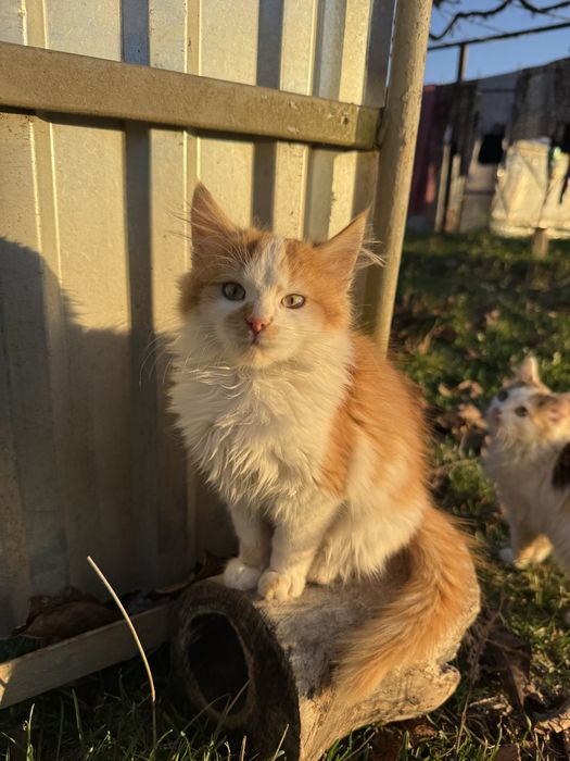 віддам котика у добрі руки