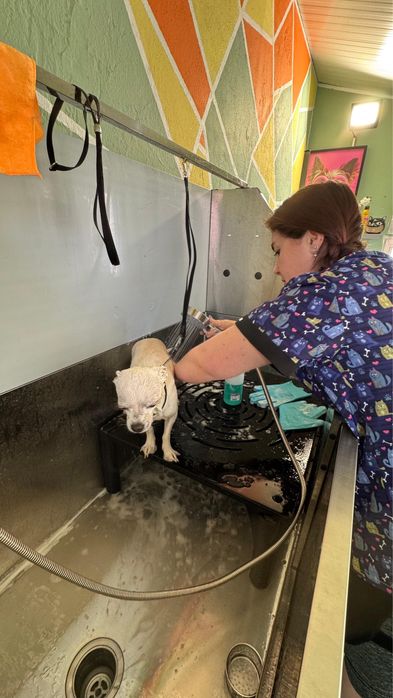 Banhos e serviços caninos