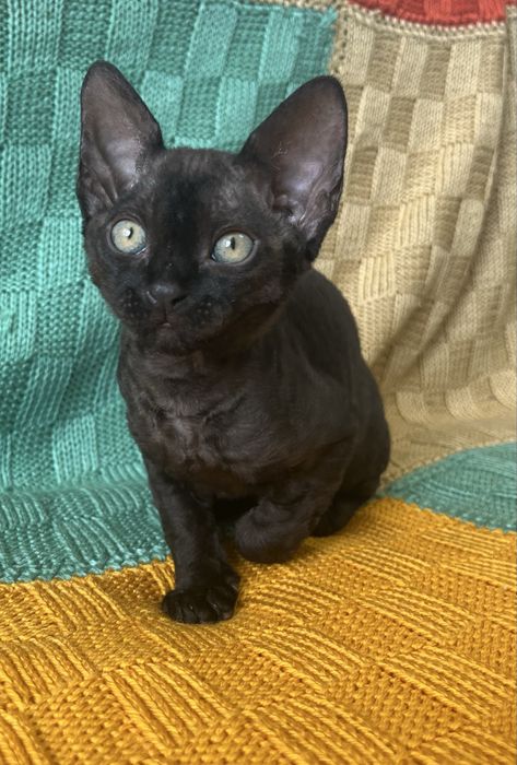 Дівчинка Девон Рекс/Devon Rex